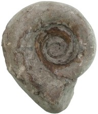 Silur  Euomphalus sp.  Große