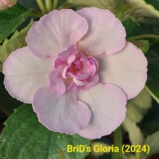 Achimenes - BriD's Pretty Pink, - Sina, - Gloria, - Gina