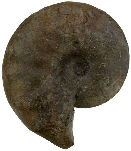 Trias discoceratites - ,