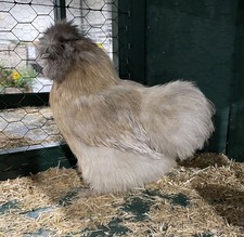 10x (keine) Bruteier Zwerg