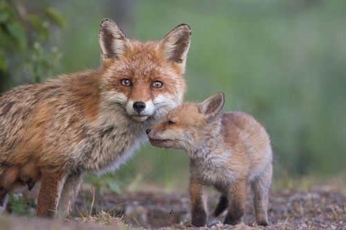 Poster fuchs mit fuchswelpe - poster,