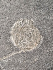 Versteinerter Ammonit Schwarzjura im Posidonienschiefer Holzmaden Süddeutschland