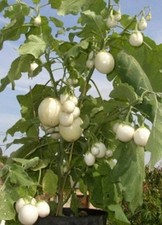 SAMEN toller EIERBAUM -