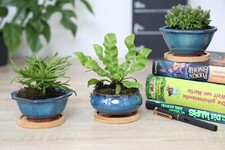 Set 3 Pflanzen / Bonsaischalen