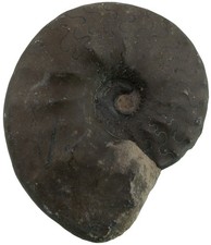 Trias  Ceratites evolutus