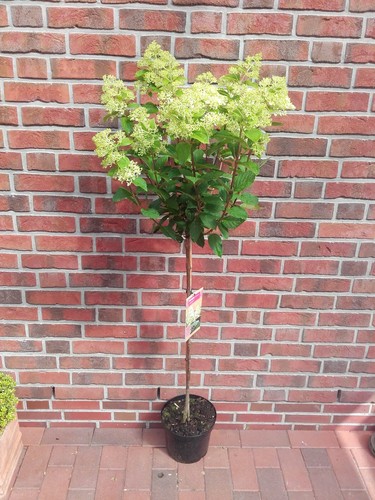Rispenhortensie hydrangea - rispenhortensie,,