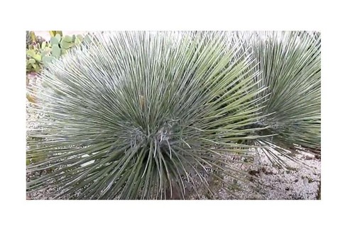 Yucca elata palme soapweed - 5x,