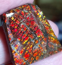 Großer Drachenschuppen