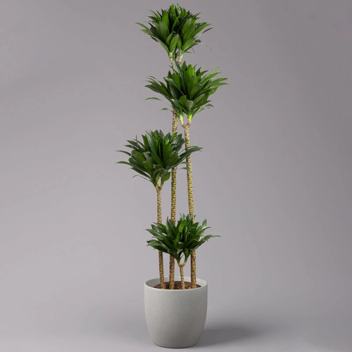 Duftender drachenbaum - duftender,