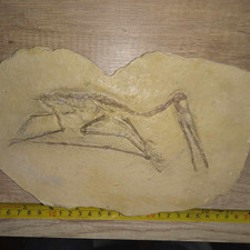 Flugsaurier, Saurier
