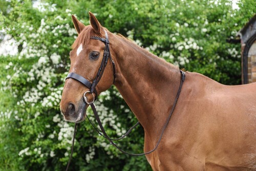 Besler pferd leder - besler,
