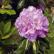 Großblumige Rhododendron