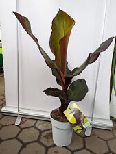 Ensete ventricosum Maurelli