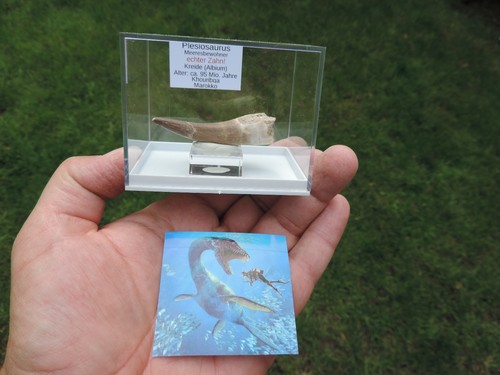 Schöner zahn vom plesiosaurus - zahn,