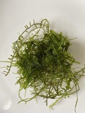 Javamoos Aquariumpflanzen Aquarium Moos, Schnellwachsend Portion 50g ca. 100ml 