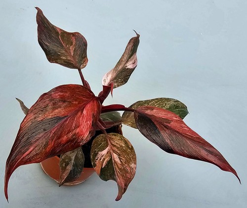 Philodendron fire phoenix - philodendron,