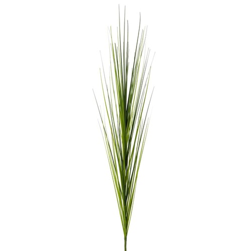 Gasper isolepsis ziergras - gasper,