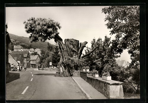 Dannenfels pfalz dicker - dannenfels,