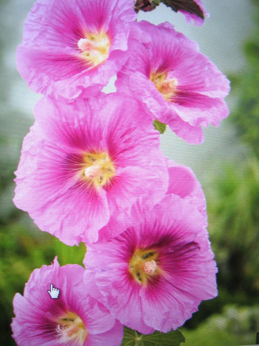 Stockrosen samen rosa - ca., 30