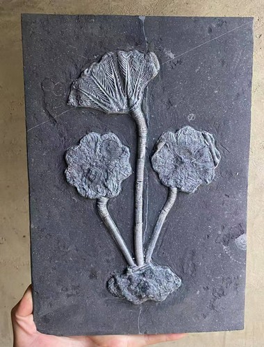 Großes seelilien fossil - großes,