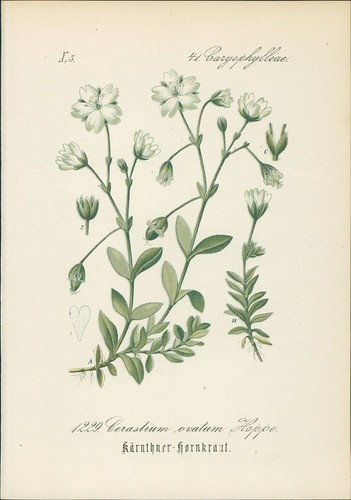 Chromolithographie kärntner - chromolithographie, :