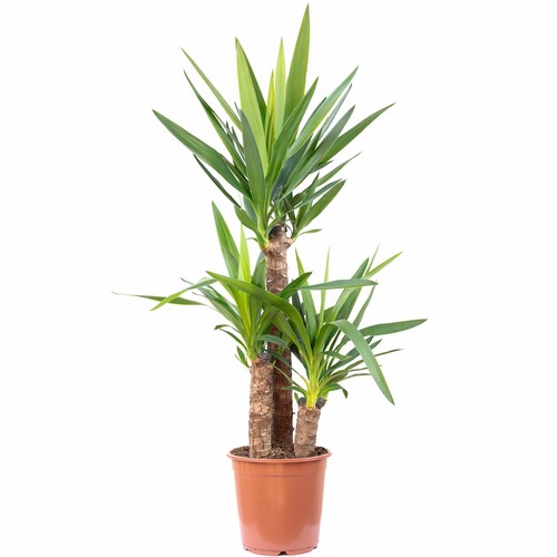 Palmlilie stämmig yucca - palmlilie,