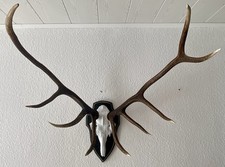 10-Ender Hirschgeweih
