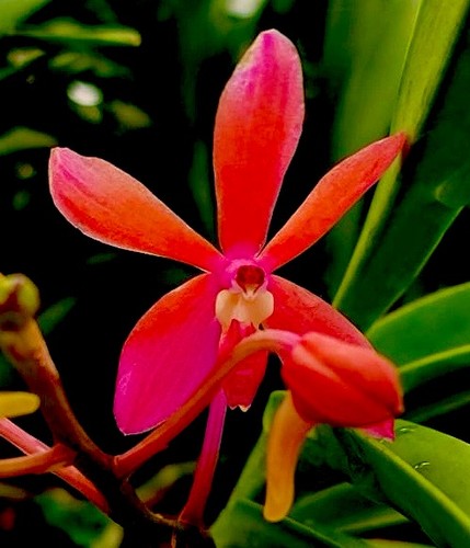 Vanda neofinetia hybride red - hybride, ´red