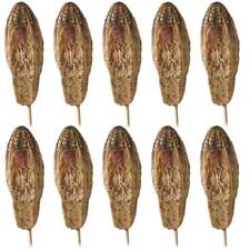 Zerdrachgewächse Mehogni