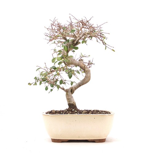 Bonsai chinesische ulme - chinesische,