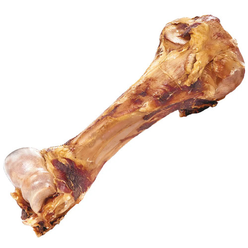 Schecker dino knochen - dino,