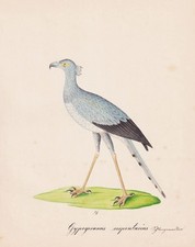 Secretarybird Sekretär Vögel