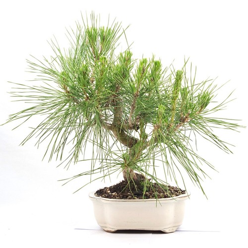 Bonsai japanische - bonsai,