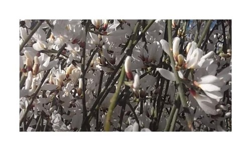 10x retama monosperma - retama, weißer