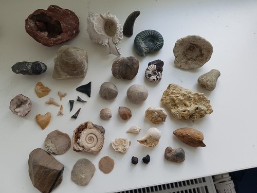 Fossilien sammlung konvolut - fossilien,,
