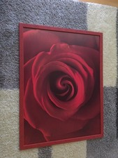 Bild Rote Rose 96x126cm
