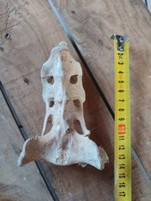 Knochen Kreuzbein (Os sacrum)