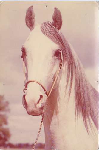 Araber horse postcard - horse,