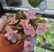 Usambaraveilchen Mini 2