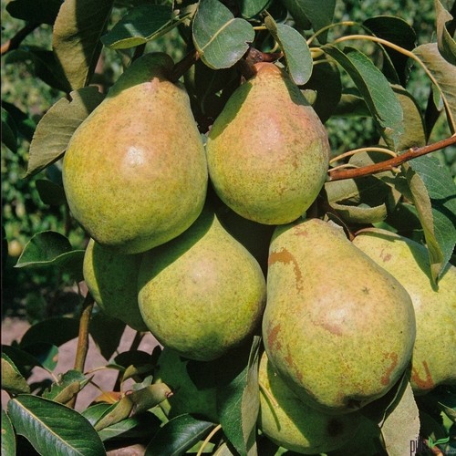 Obstbaum buschform jährig - obstbaum, 2-jährig