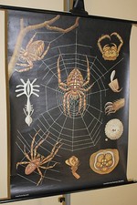 Schulkarte „Kreuzspinne“