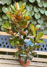 Magnolia grandiflora –