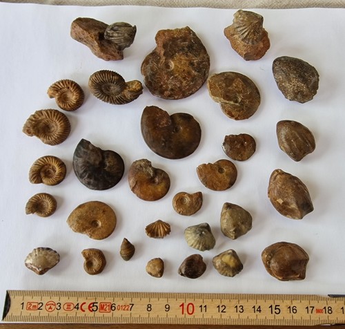 Sammlung fossilien - sammlung,