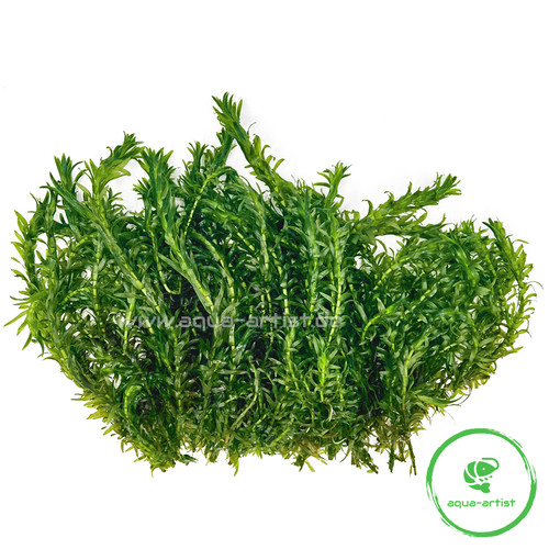 50x egeria densa wasserpest - densa,