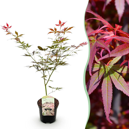 Japanischer ahorn acer - japanischer,