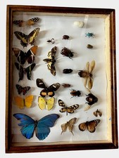 Insektensammlung Schaukasten