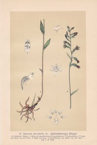 Epipactis microphylla - ,