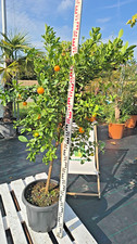 Citrus mitis Calamondinorange 150–170cm Mandarine Kumquat Zitruspflanze Orange