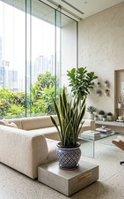 Bogenhanf Sansevieria