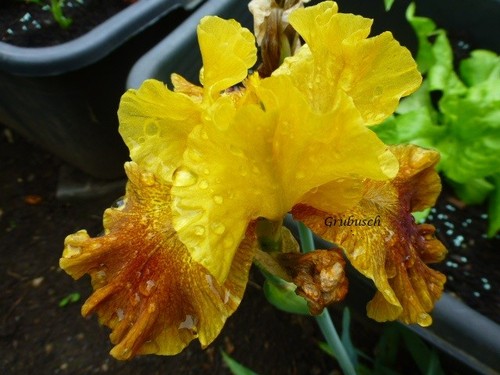 Iris schwertlilie mittelhohe - schwertlilie,,